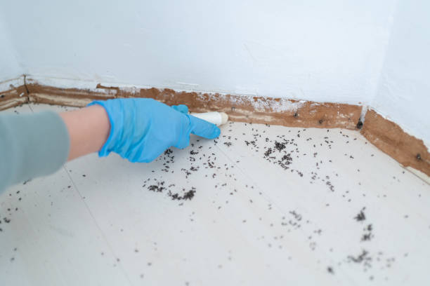Best Bed Bug Extermination  in Madera, CA